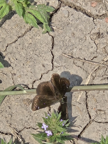 Common Sootywing