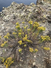 Deinandra clementina