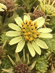 Deinandra clementina