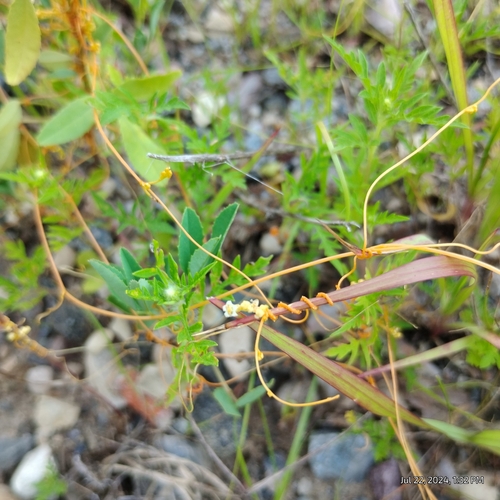 Image of Cuscuta pentagona by (c) Bryce, some rights reserved (CC BY)