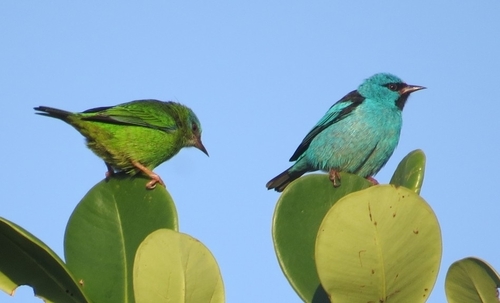 Blue Dacnis (Dacnis cayana)