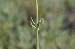 Eriogonum heracleoides