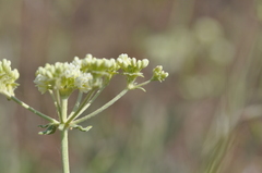 Eriogonum heracleoides