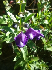 Scutellaria antirrhinoides