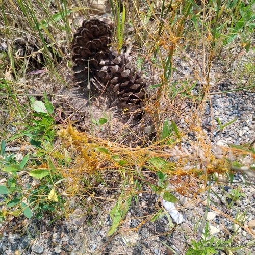 Image of Cuscuta pentagona by (c) Bryce, some rights reserved (CC BY)