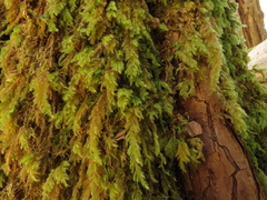 Pseudisothecium cardotii