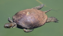 Actinemys marmorata marmorata