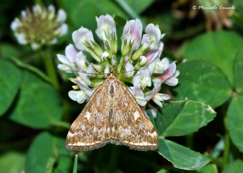 Beet Webworm Moth