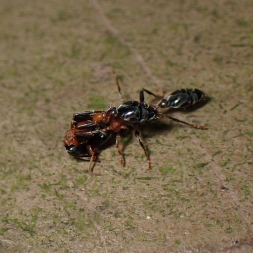Arboreal Bicolored Slender Ant photo 5