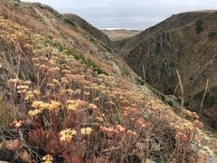 Dudleya virens virens