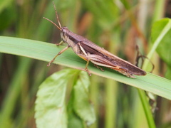 Stenocatantops mistshenkoi