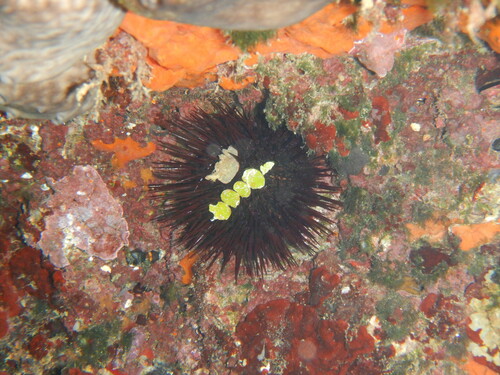 Image of Halimeda tuna by (c) Chris Taklis, some rights reserved (CC BY)