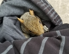 Sciurus carolinensis
