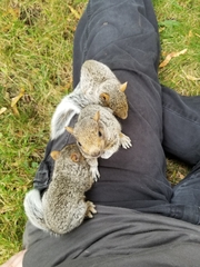 Sciurus carolinensis