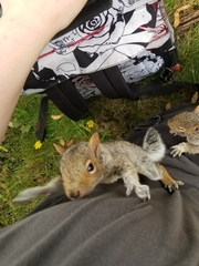 Sciurus carolinensis