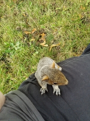 Sciurus carolinensis