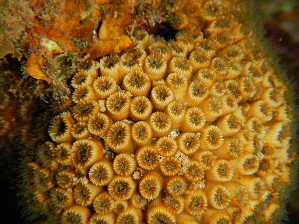 Corals of Pelion thumbnail