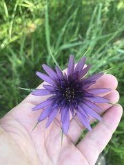 Tragopogon porrifolius
