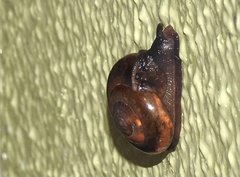 Macrochlamys nitidissima