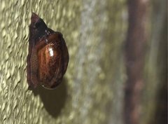 Macrochlamys nitidissima