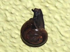 Macrochlamys nitidissima