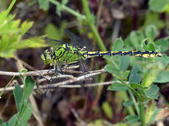 Ophiogomphus cecilia