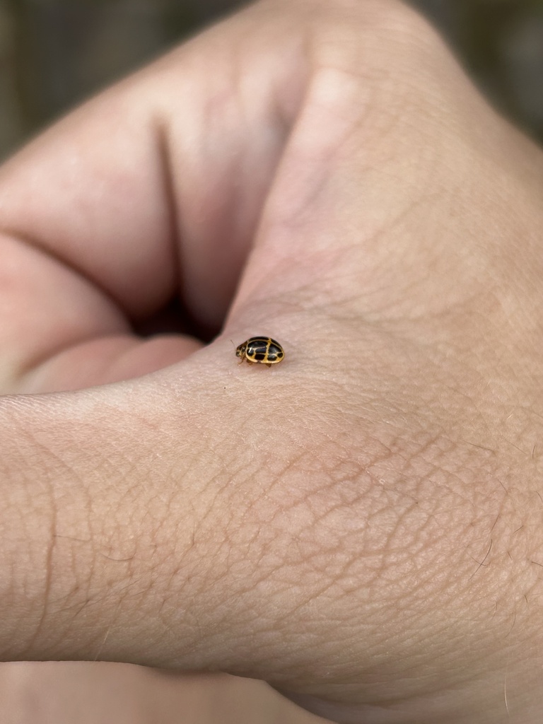 Fairy Lady Beetles