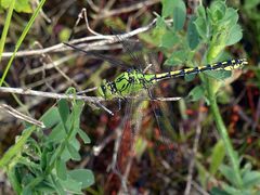 Ophiogomphus cecilia