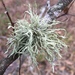 Ramalina farinacea - Photo (c) noahgaines, μερικά δικαιώματα διατηρούνται (CC BY-NC), uploaded by noahgaines