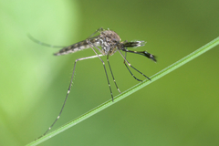 Aedes canadensis