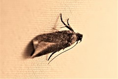 Gelechiini