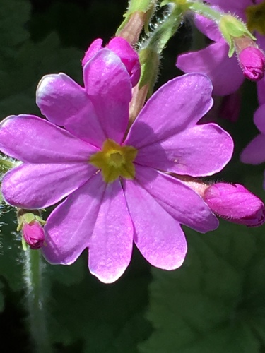 Primula minkwitziae, photograph 3