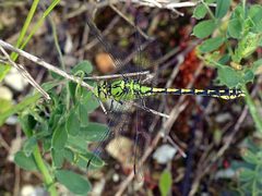 Ophiogomphus cecilia
