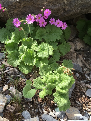 Primula minkwitziae, photograph 1