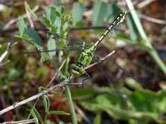 Ophiogomphus cecilia