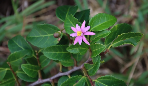 Pondo Crossberry (Grewia pondoensis)