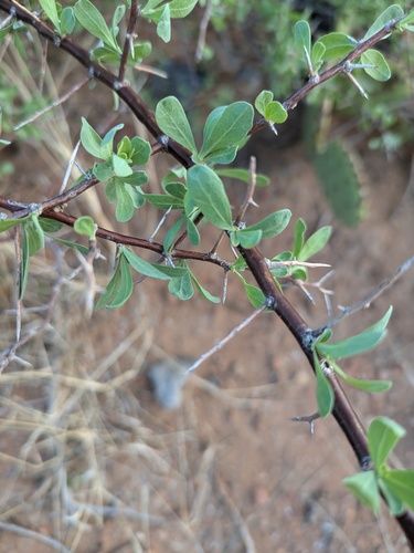 Silvery Wolfberry