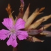 Dianthus ferrugineus - Photo (c) jmneiva, algunos derechos reservados (CC BY-NC), subido por jmneiva