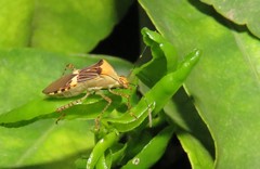 Hypselonotus lineatus