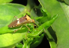 Hypselonotus lineatus
