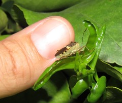 Hypselonotus lineatus