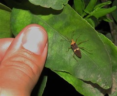 Hypselonotus lineatus