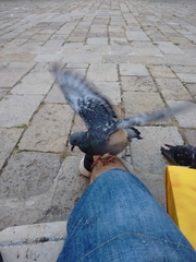 Columba livia domestica