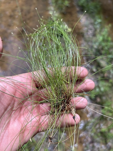 Image of Eleocharis microcarpa by no rights reserved