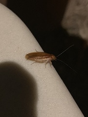 Parcoblatta virginica