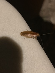 Parcoblatta virginica