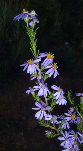 Image of Felicia filifolia by (c) Nicola van Berkel, some rights reserved (CC BY-SA)