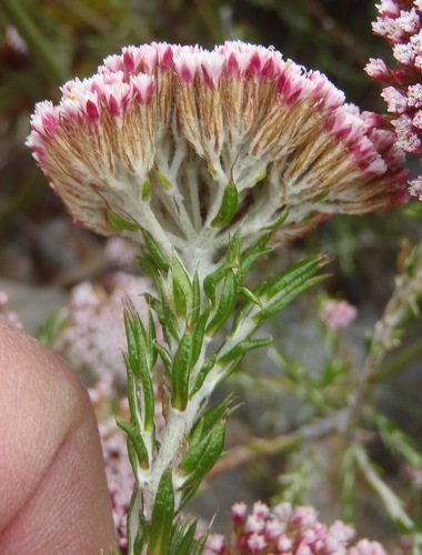 Image of Metalasia pungens by (c) Nicola van Berkel, some rights reserved (CC BY-SA)