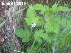 Rubus crataegifolius