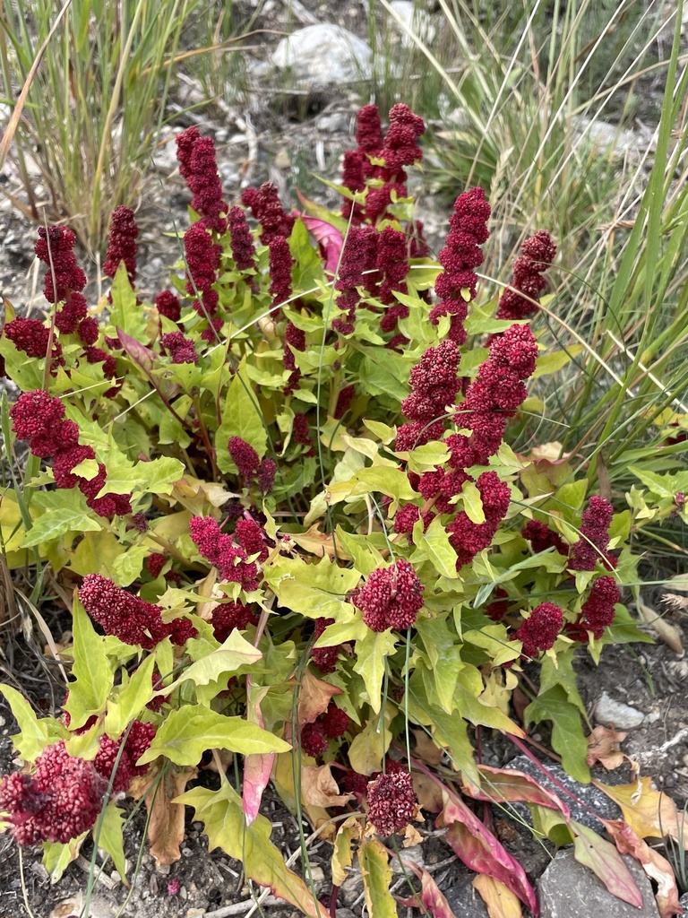 Espinaca de fresa